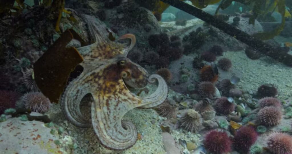 Calamariere