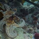 Calamariere: A Complete Guide and Overview