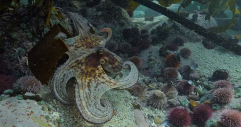 Calamariere