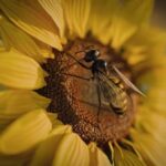 Flowing Bee: Exploring the Power of Natural Pollinators