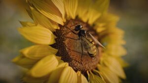Flowing Bee