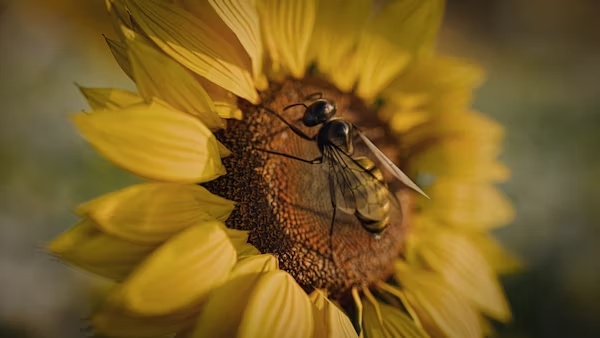 Flowing Bee
