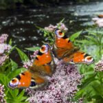 Lillienu: A Biodiversity Paradise